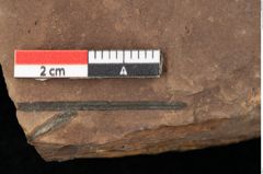 Foto (Detailansicht) von Zostena ungeri Ettingshausen (NHMW-GEO-2024-0188-0449)